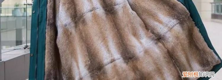 貉子毛毛领好吗 ，貉子毛领怎么打理更蓬松？