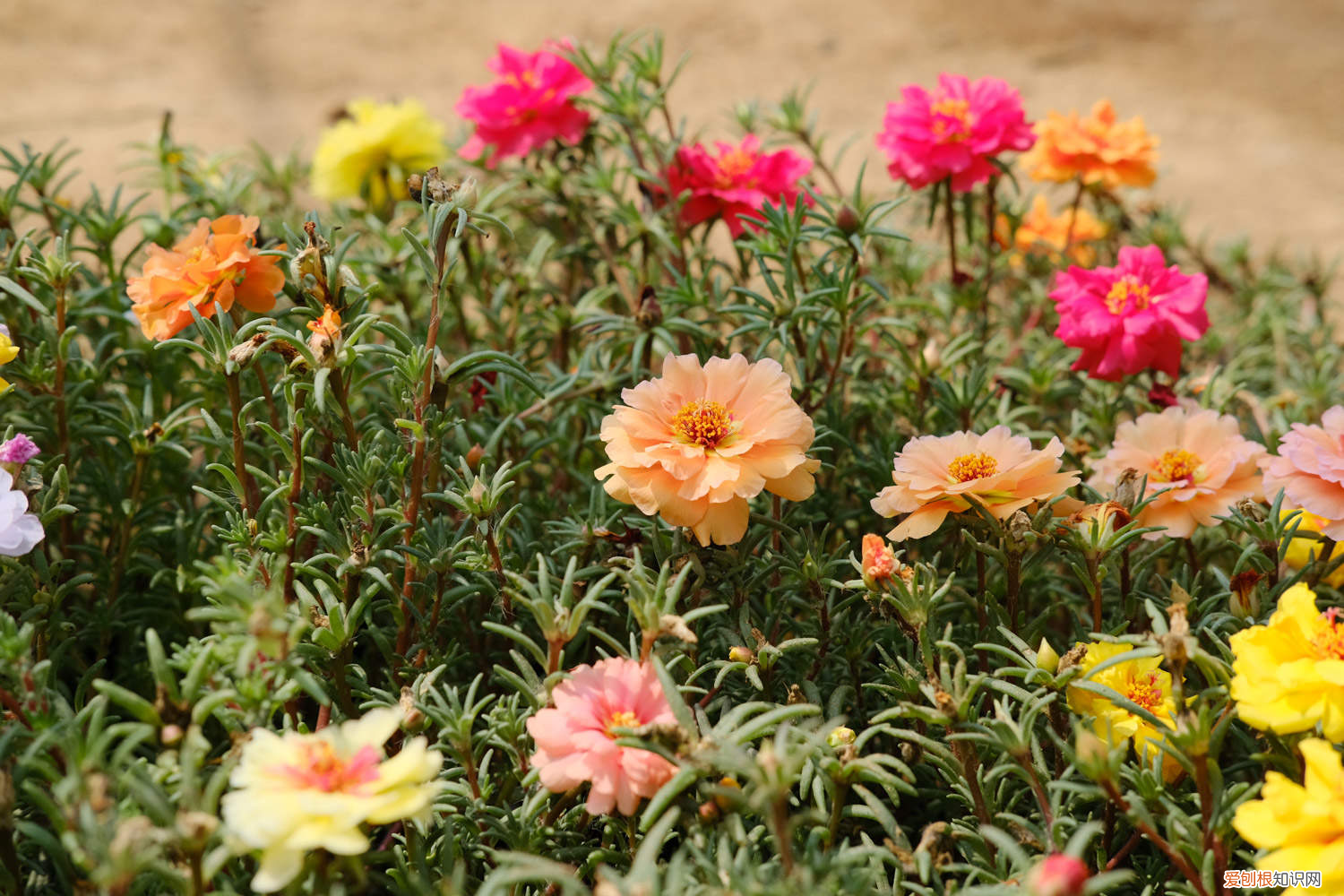 太阳花可以放在室内养吗风水好吗,太阳花能放在室内吗,室内养能开花吗?