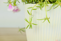 太阳花可以放在室内养吗风水好吗，太阳花能放在室内吗，室内养能开花吗？