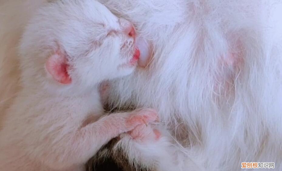 小猫一直吸奶,但感觉母猫没有奶 ,为什么说母猫第一胎最纯?