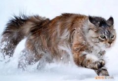 孩子被猫咬出血了一定要打针吗 ，被家猫咬出血了一定要打针吗？