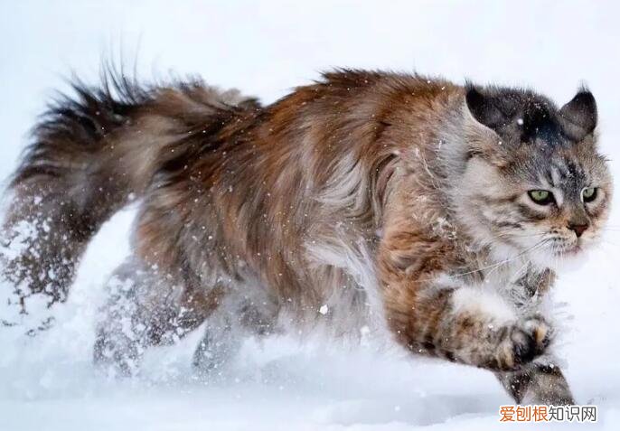 孩子被貓咬出血了一定要打針嗎 ，被家貓咬出血了一定要打針嗎？