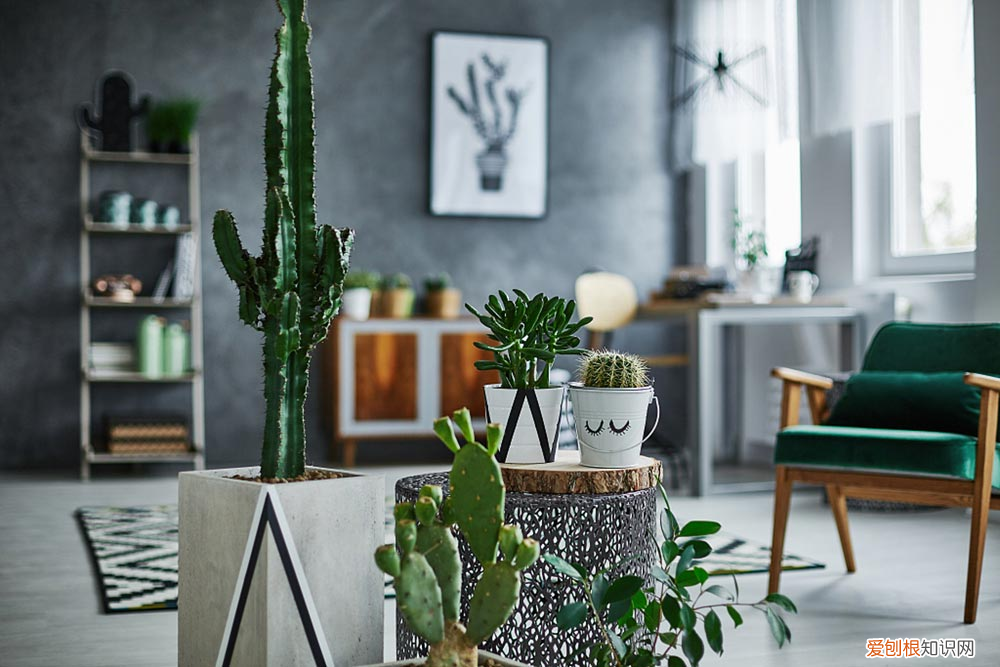 大麦是什么东西图片,大麦是什么,大麦图片?