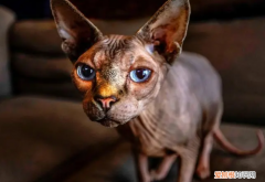 没有毛的猫是什么猫多少钱 ，没有毛的猫是什么猫咬不咬人？