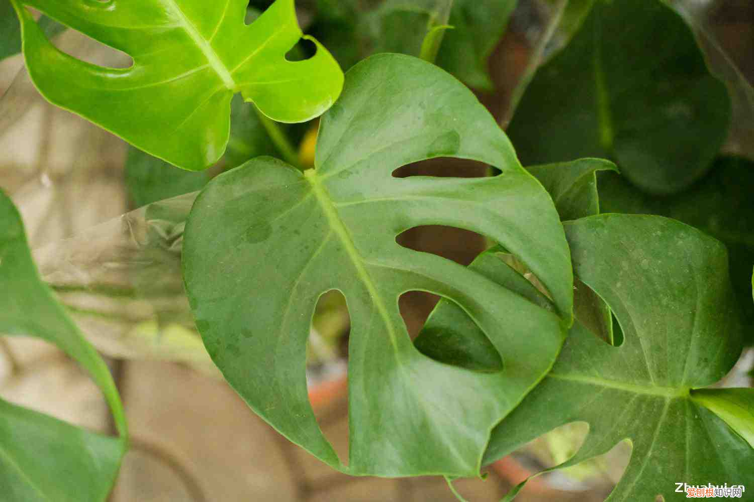 龟背竹茎繁殖方式,龟背竹繁殖有哪些方式,家中可以繁殖吗?