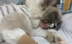 母猫到底该不该做绝育手术 ，母猫为什么不建议绝育？