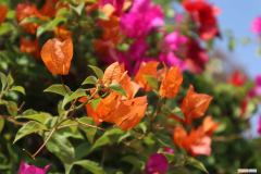 三角梅冬天养护注意事项，三角梅冬季会冻死吗北方，冬季养护方法？