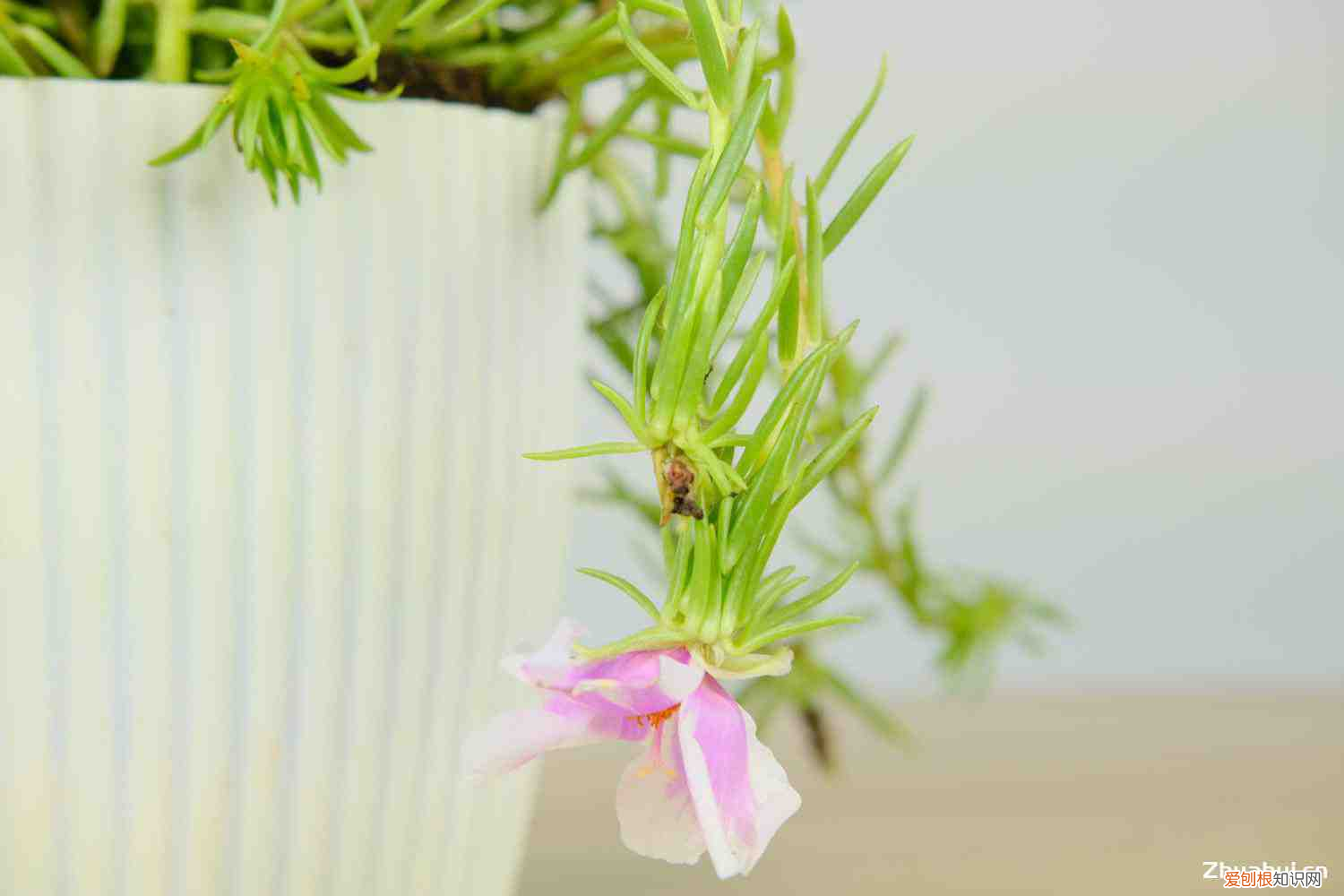 太阳花是向阳花吗,太阳花是向日葵吗,太阳花是多年生植物吗?