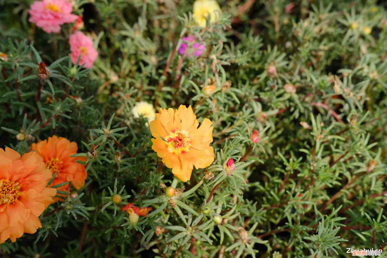 太阳花是向阳花吗,太阳花是向日葵吗,太阳花是多年生植物吗?