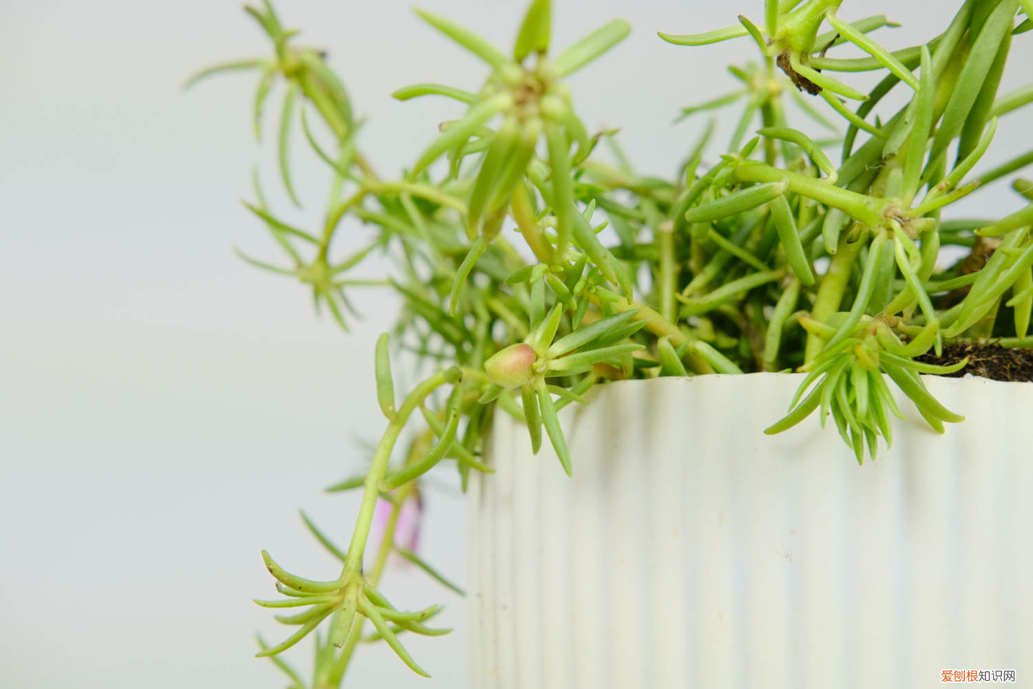 太阳花是什么时间开的拟人句子，太阳花的特点，太阳花是什么时候开放的？