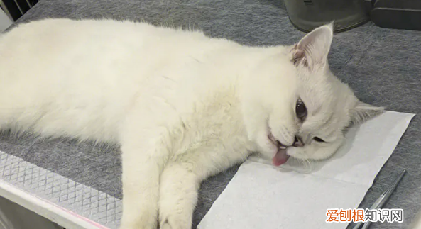 猫咪必须要绝育吗两岸两次即可激活 ,公猫一般建不建议做绝育?