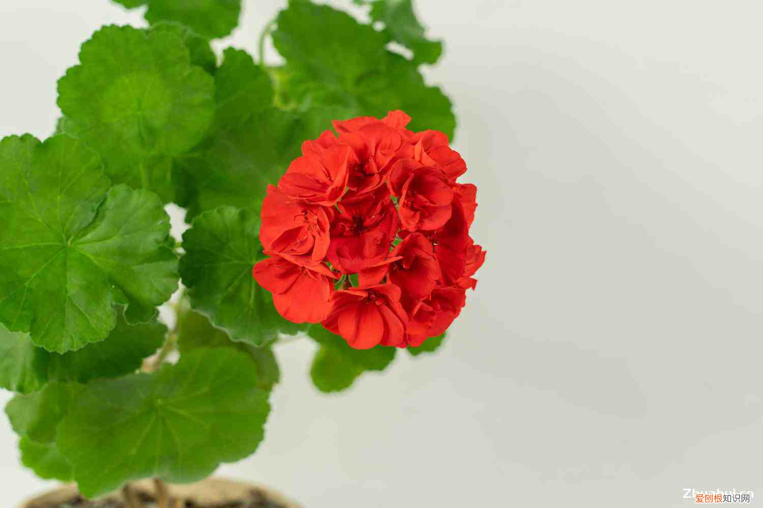 三角梅冬天开花期间怎么浇水啊图片,三角梅冬季开花吗,开花后怎样管理?