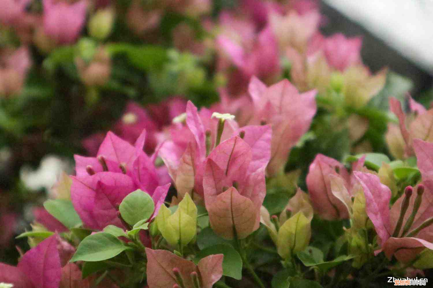 三角梅冬天开花期间怎么浇水啊图片,三角梅冬季开花吗,开花后怎样管理?