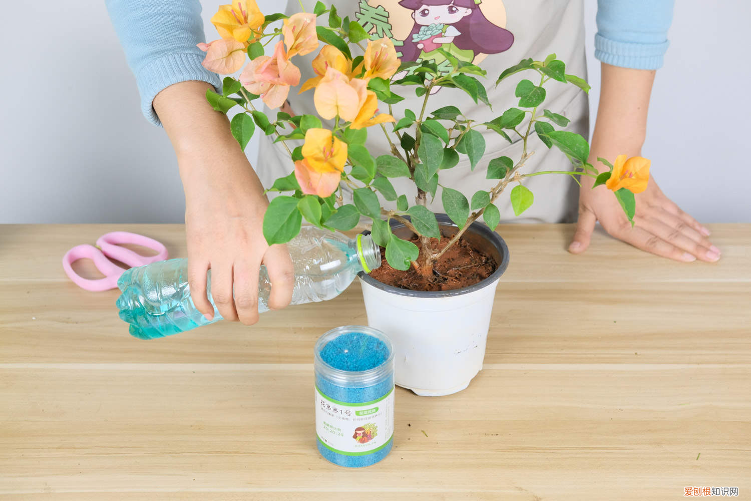 三角梅换盆后掉叶子怎么回事,三角梅换盆后的养护方法和注意事项,换盆后掉叶子怎么办?