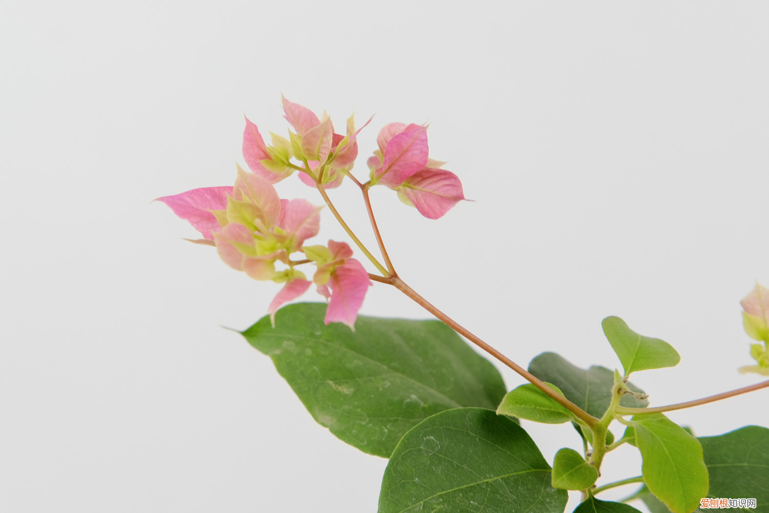 三角梅开花颜色淡怎么办视频，三角梅开花期间的管理，开花颜色浅是怎么回事？