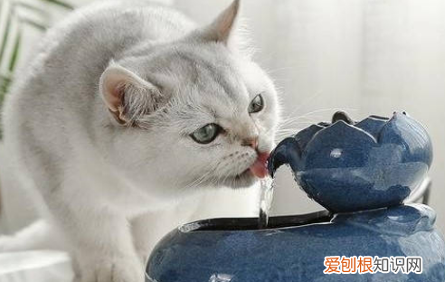 猫咪产前大量喝水 ,猫生产前喝很多水?