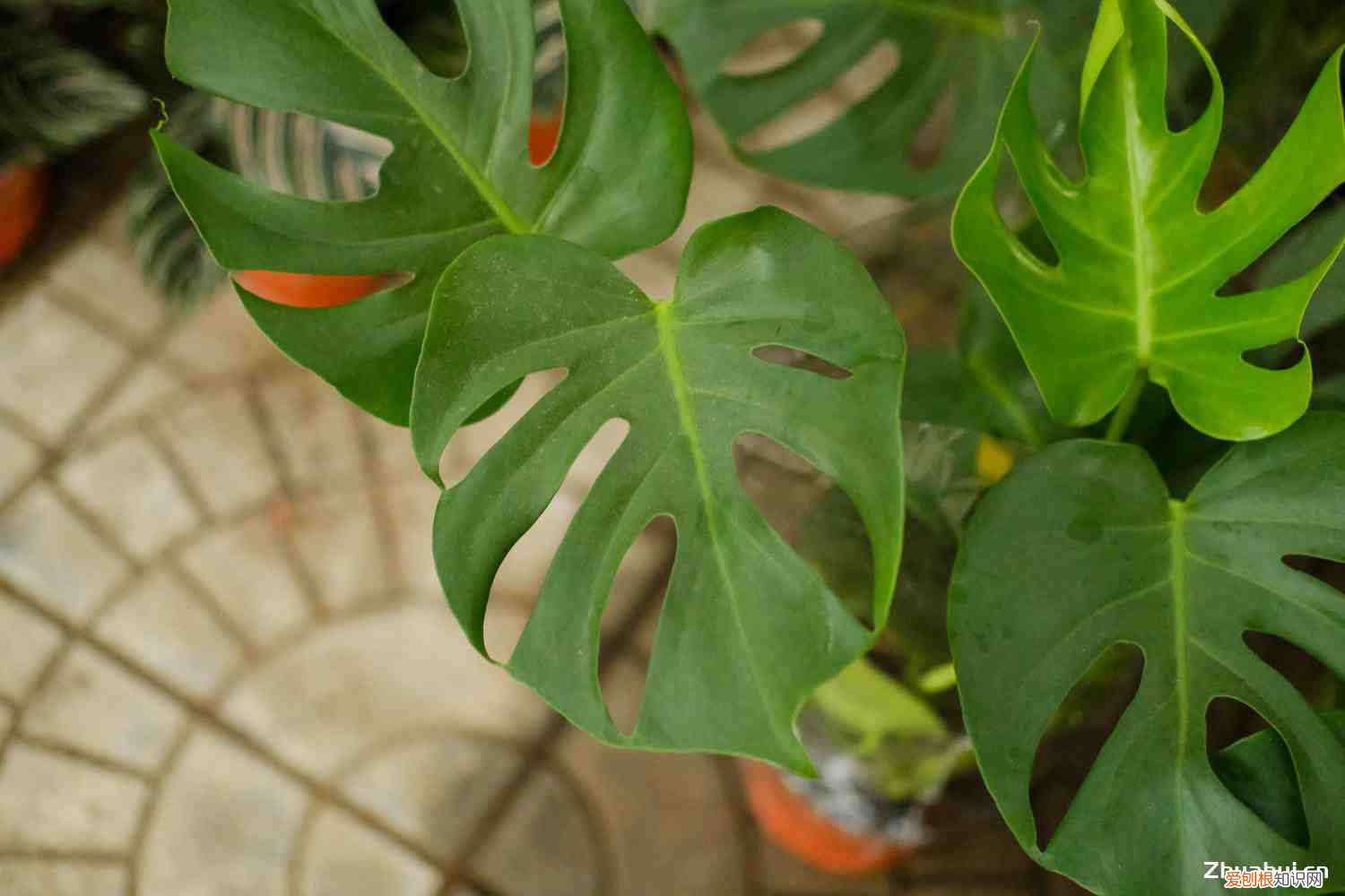 龟背竹会开花吗?好不好开花,龟背竹开花吗,如何促进开花?