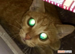 为什么猫咪眼睛发光的颜色不一样 ，猫的眼睛为什么发亮?？