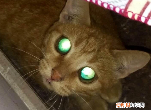 为什么猫咪眼睛发光的颜色不一样 ，猫的眼睛为什么发亮?？