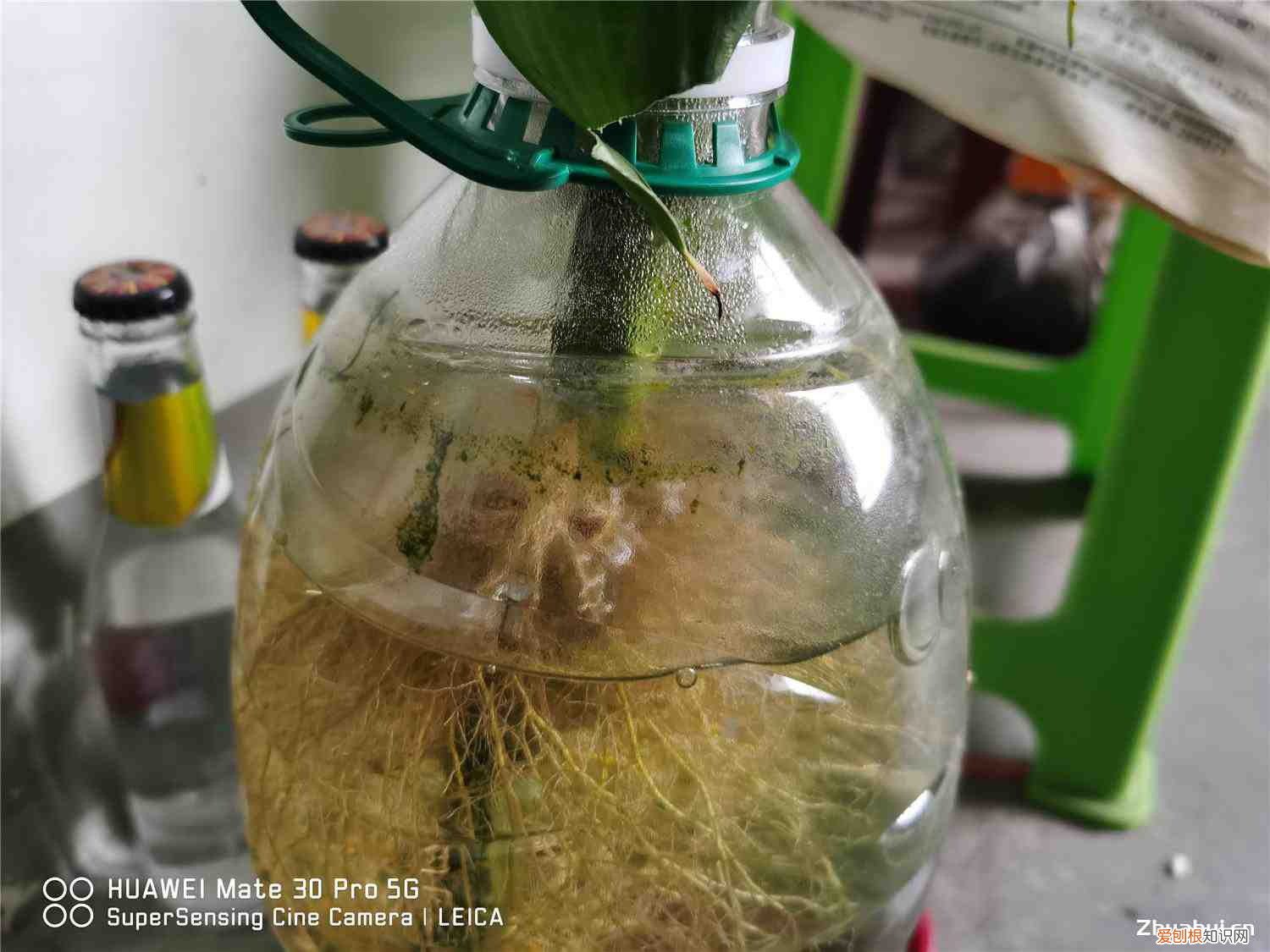 富贵竹的作用有哪些特点,富贵竹有什么作用,富贵竹有什么特点?