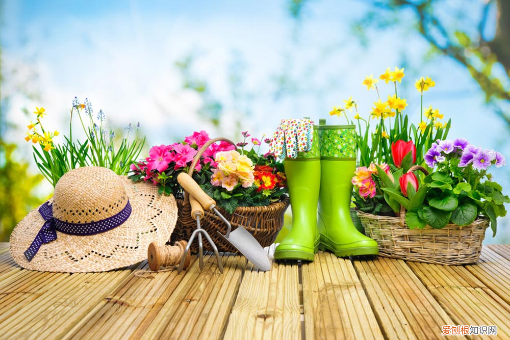 油苁蓉和肉苁蓉的区别的功效与作用，油苁蓉和肉苁蓉的区别，肉苁蓉的图片？