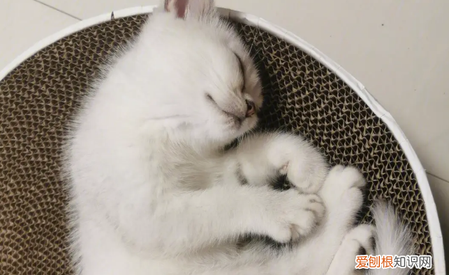 猫自己在家为什么一直睡觉 ,为什么猫咪自己在家很安静?