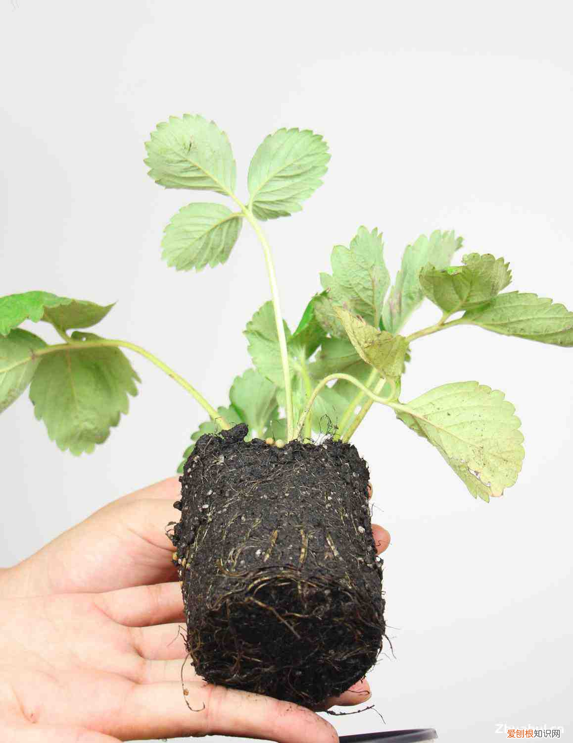 三角梅是三角花吗图片,三角梅是梅花的一种吗,是什么季节开花?