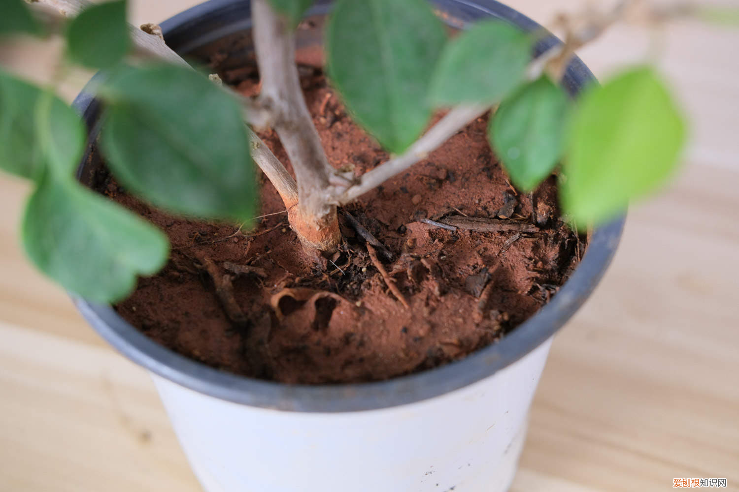 三角梅属于杜鹃花科吗?，三角梅是杜鹃花的一种吗，是什么植物？