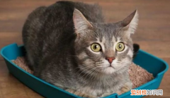 貓排尿費勁 ，貓咪拉尿很慢？