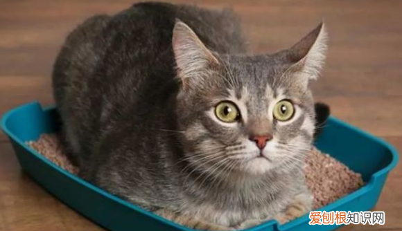 貓排尿費勁 ，貓咪拉尿很慢？