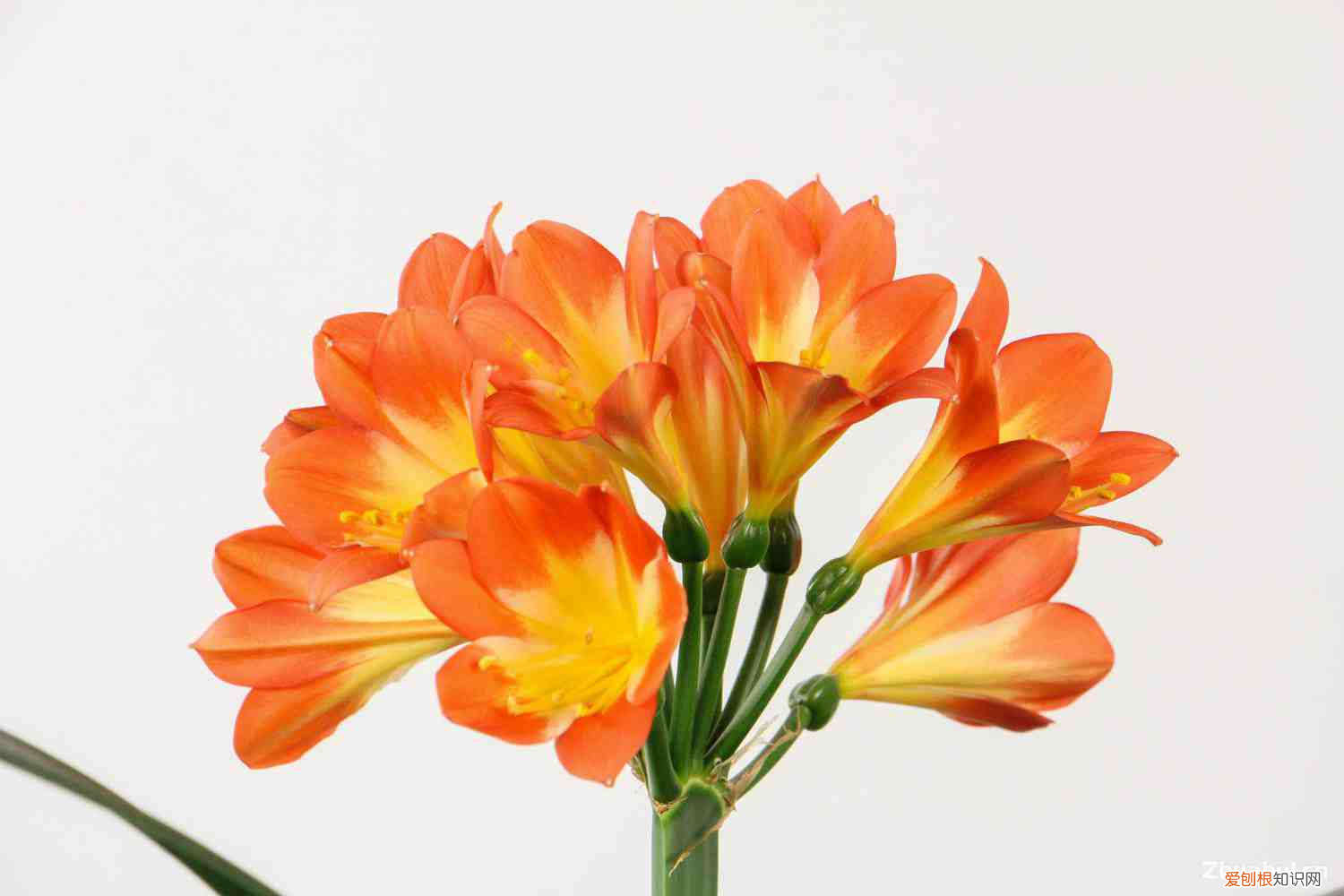 君子蘭一般在幾月開花?，君子蘭幾月份開花，養(yǎng)幾年能開花？