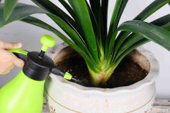 君子蘭一般在幾月開花?，君子蘭幾月份開花，養(yǎng)幾年能開花？