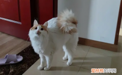 抱著貓的時候貓一直搖尾巴 ，抱著貓咪的時候尾巴來回?fù)u動？