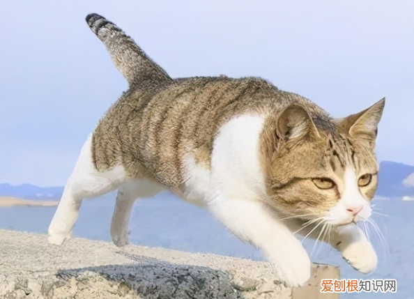 為什么貓咪總動來動去的 ，為什么貓咪總動來動去睡覺？