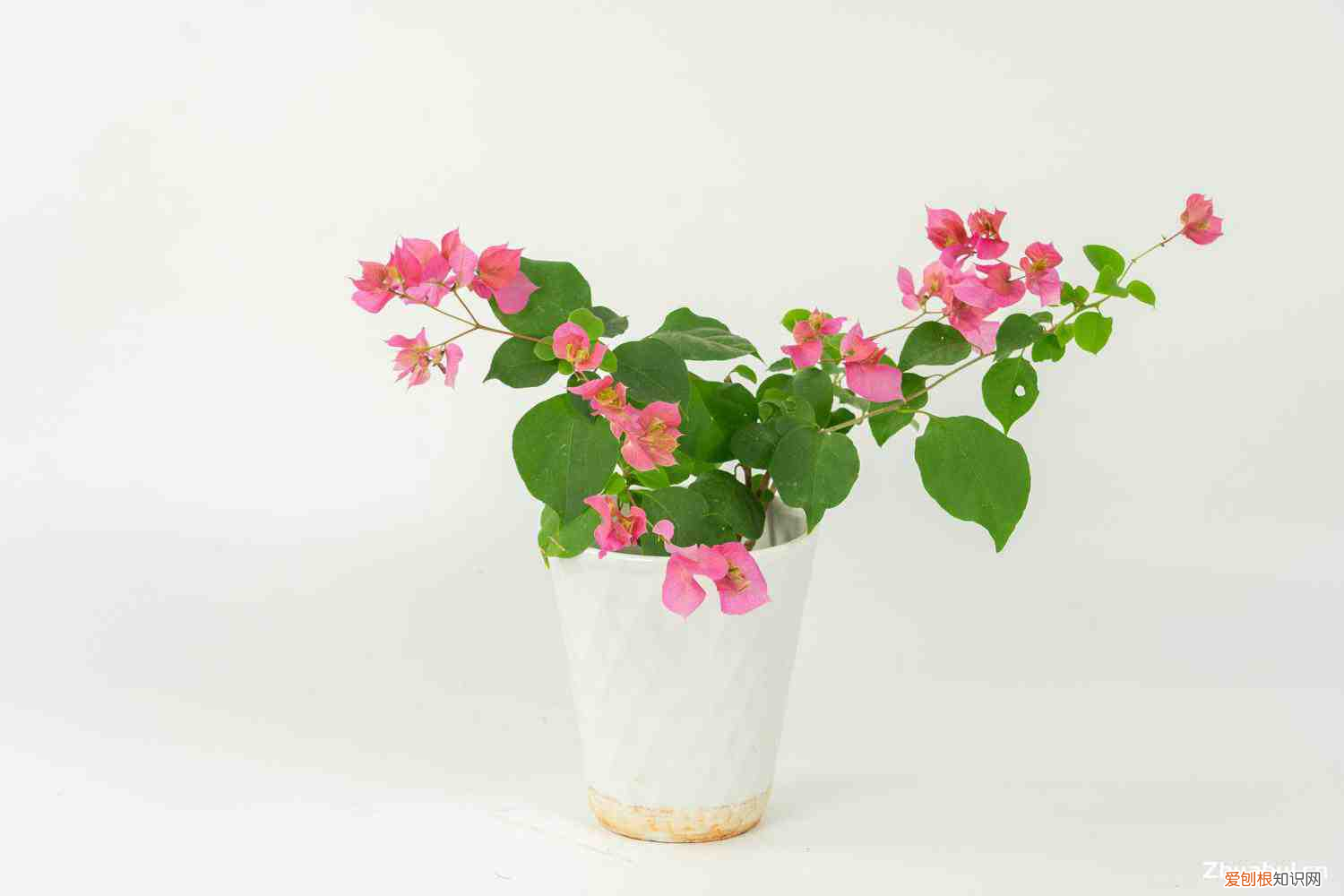 三角梅的栽培方法是嫁接還是插枝，三角梅是什么科植物，扦插方法圖解？