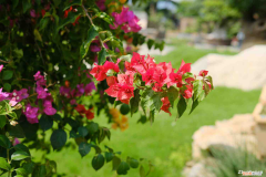 三角梅的栽培方法是嫁接還是插枝，三角梅是什么科植物，扦插方法圖解？