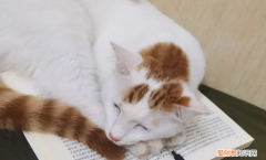 為什么貓坐著睡 ，為什么貓咪坐著睡覺？