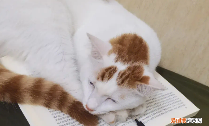 為什么貓坐著睡 ，為什么貓咪坐著睡覺(jué)？