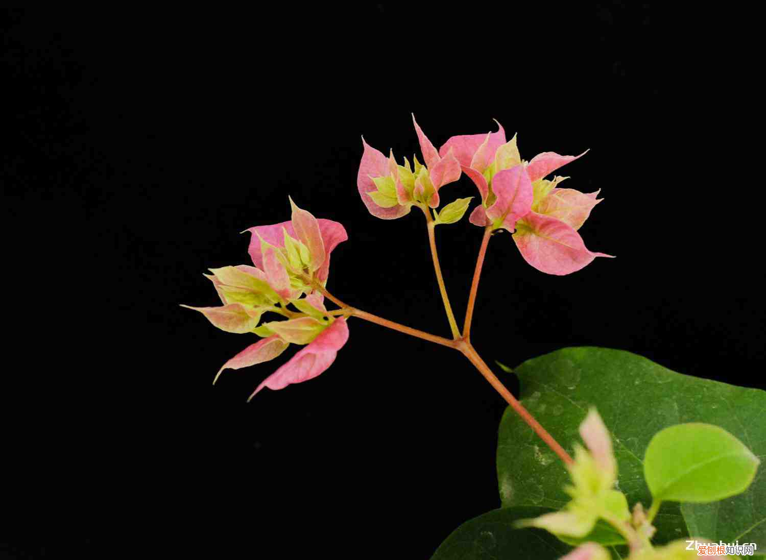 三角梅是爬藤植物嗎,怎么扦插生根快一點(diǎn)呢，三角梅是爬藤植物嗎，怎么扦插生根快？