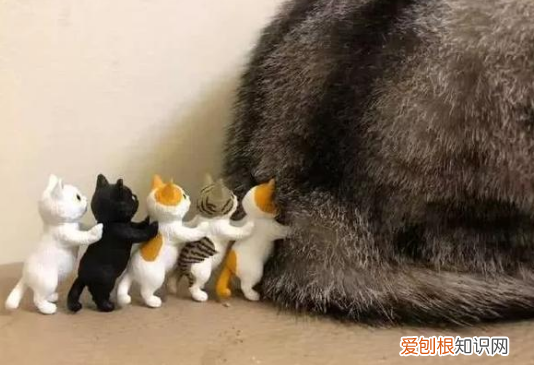 為什么貓咪一直發(fā)出呼嚕呼嚕的聲音還會叫 ，為什么貓咪一直發(fā)出呼嚕呼嚕的聲音怎么辦？