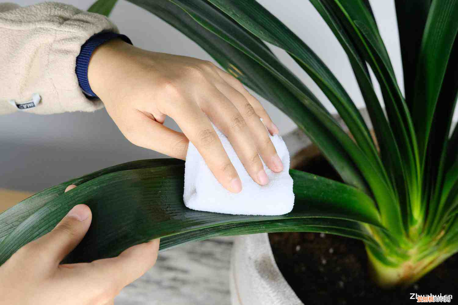 君子蘭多久開花?，君子蘭多久開花，什么時候開花？