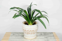 君子蘭多久開花?，君子蘭多久開花，什么時候開花？