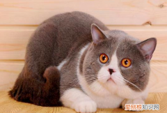 为什么不建议买大猫粮 ，为什么不建议买大猫咪？