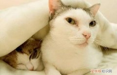 猫咪为什么在叫 ，为什么猫叫人起床？