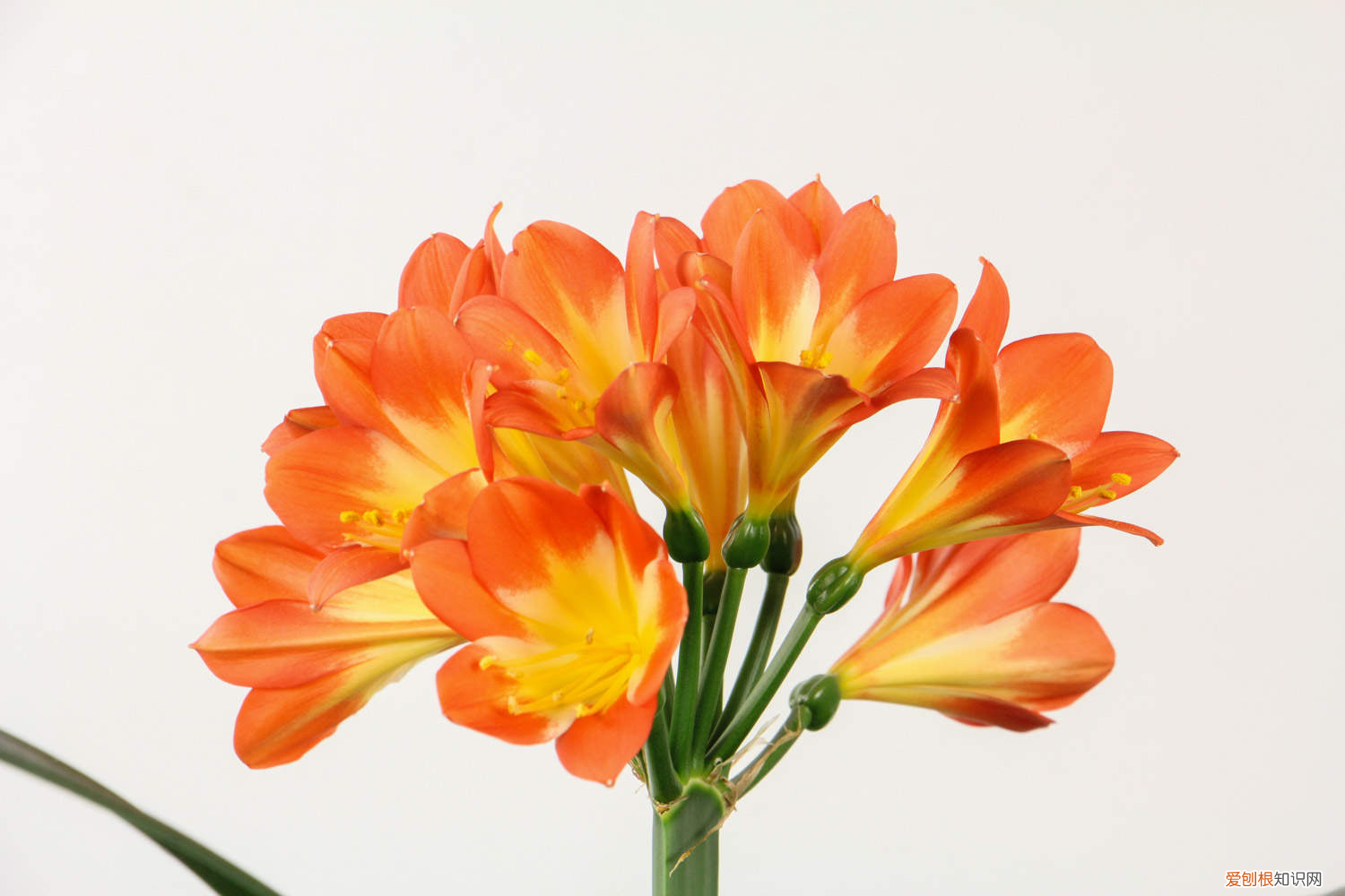 君子兰都在什么季节开花，君子兰是什么季节开花，不开花是什么原因？