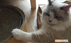 猫为什么捉老鼠不吃东西 ，猫为什么捉老鼠不吃猫粮？