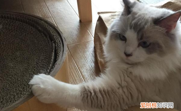 猫为什么捉老鼠不吃东西 ，猫为什么捉老鼠不吃猫粮？