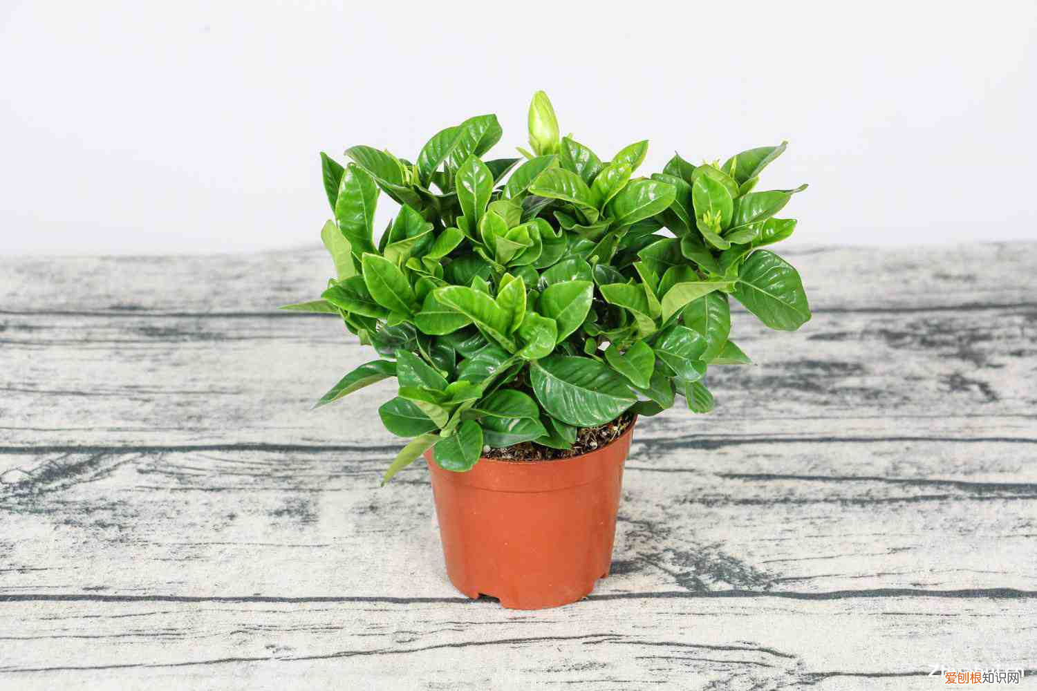 栀子花叶子冬天干枯掉叶子怎么办，栀子花冬天落叶吗，栀子花图片？