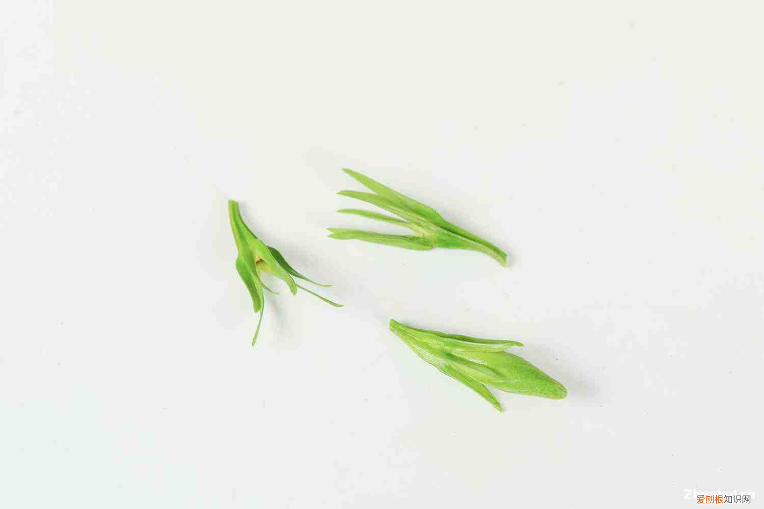 栀子花叶子冬天干枯掉叶子怎么办，栀子花冬天落叶吗，栀子花图片？