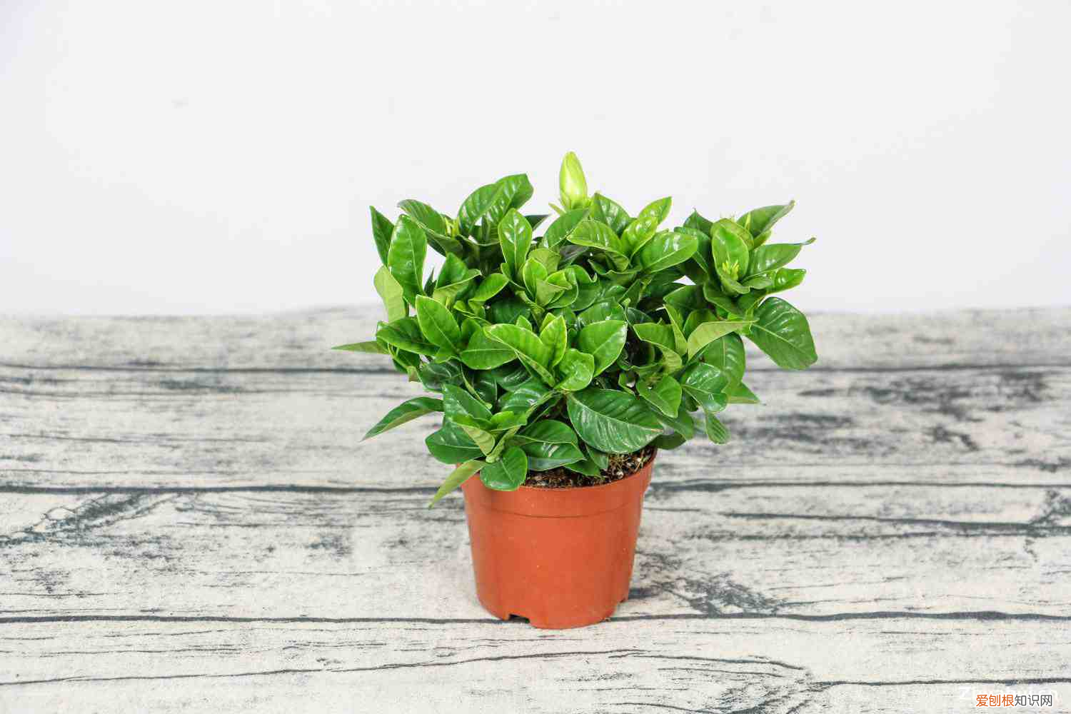 栀子花叶子冬天干枯掉叶子怎么办，栀子花冬天落叶吗，栀子花图片？